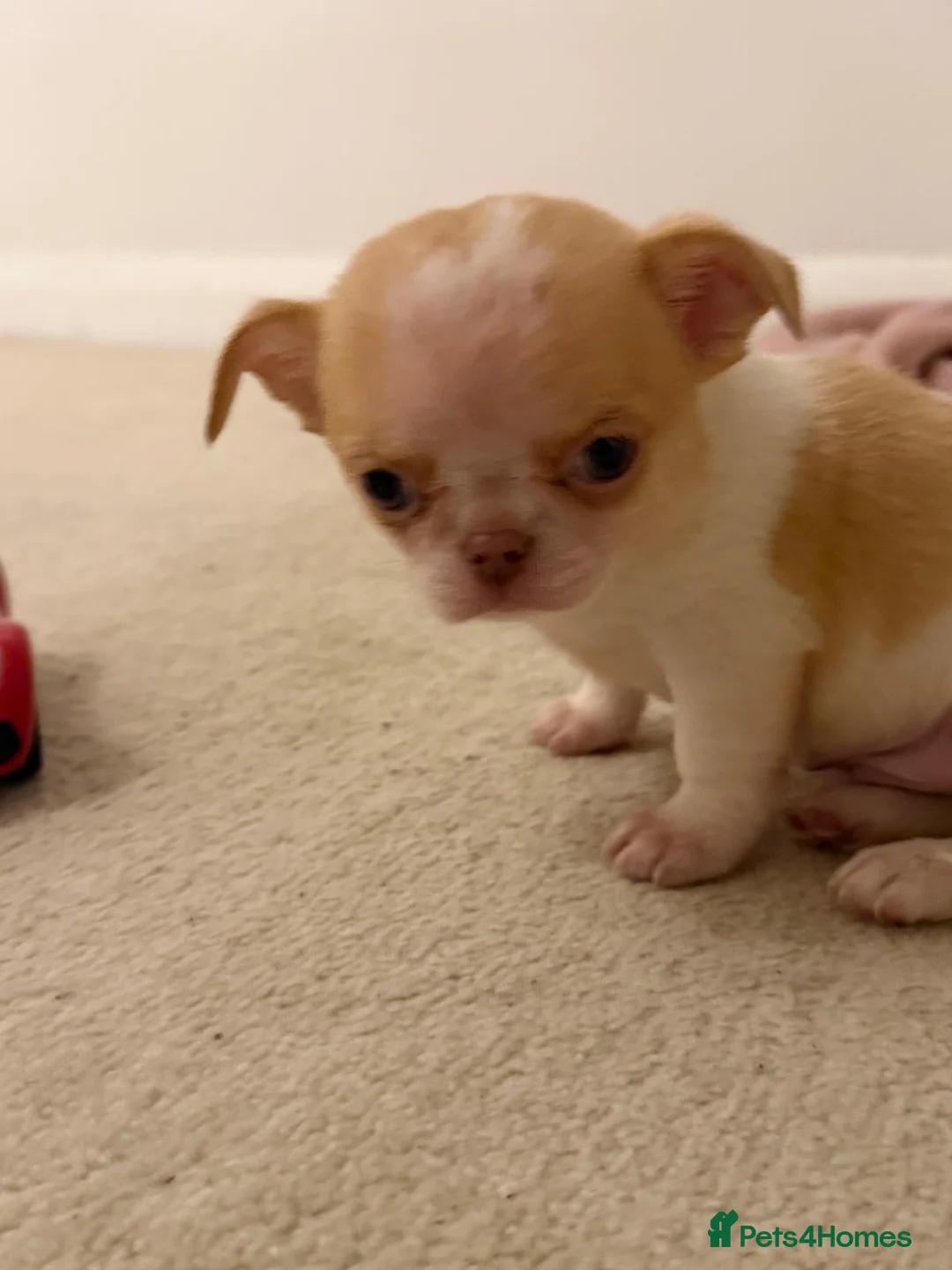 Chihuahua dogs for sale: Kc chihuahua puppies Russian and Ukraine lines - Advert 9