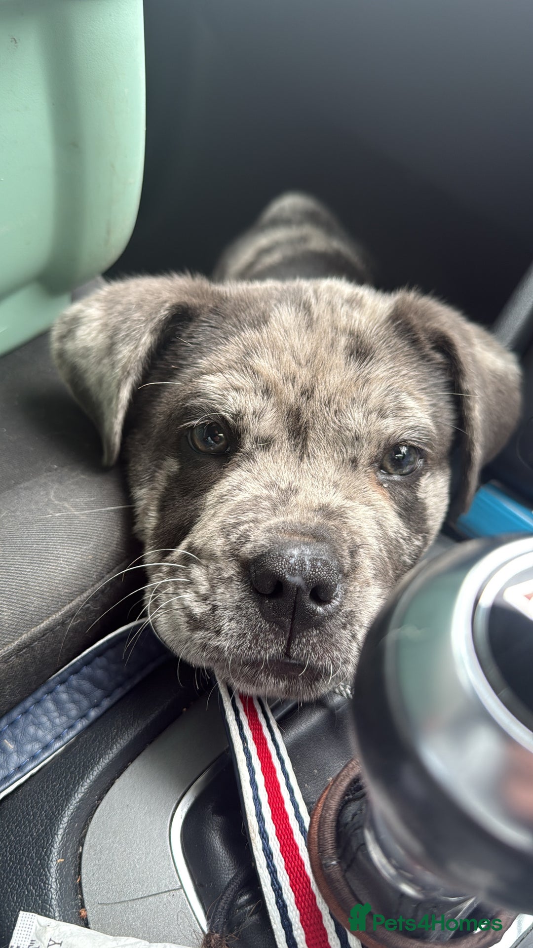 Mixed Breed dogs for sale: 1 left Beautiful chow x bulldog pups merle - Image 18