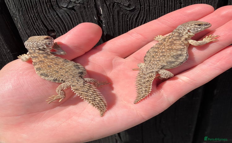 Lizard reptiles - Advert 1