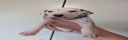 Dalmatian dogs for sale: Beautiful litter of 6 Dalmatian Puppies - Advert 9