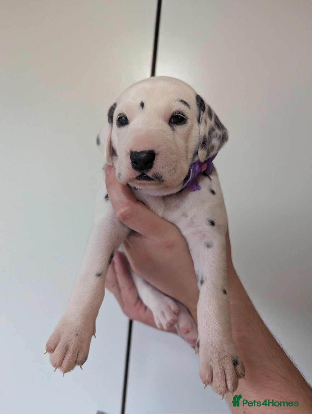 Dalmatian dogs for sale: Beautiful litter of 6 Dalmatian Puppies - Advert 9