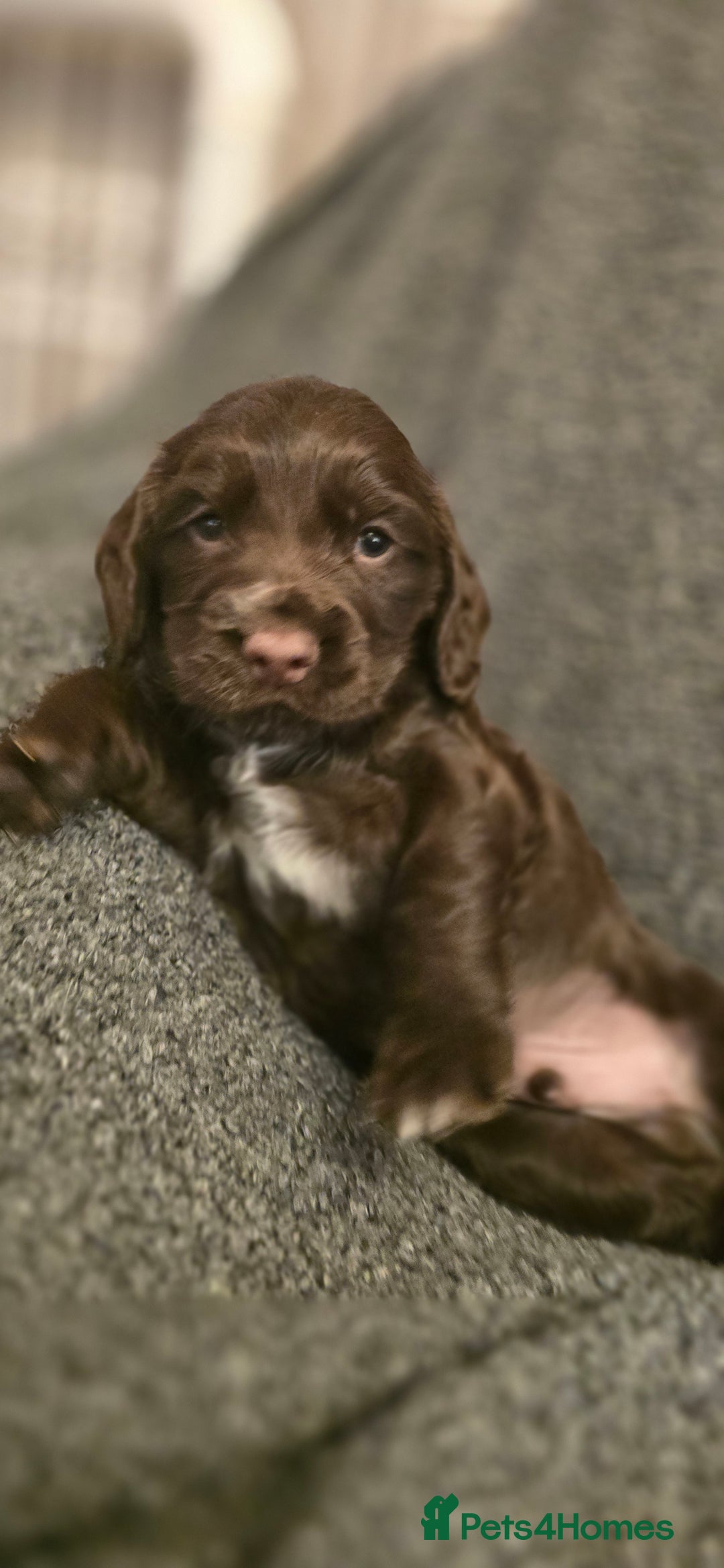 Cocker Spaniel dogs for sale: Cocker spaniel puppies for sale  - Advert 6