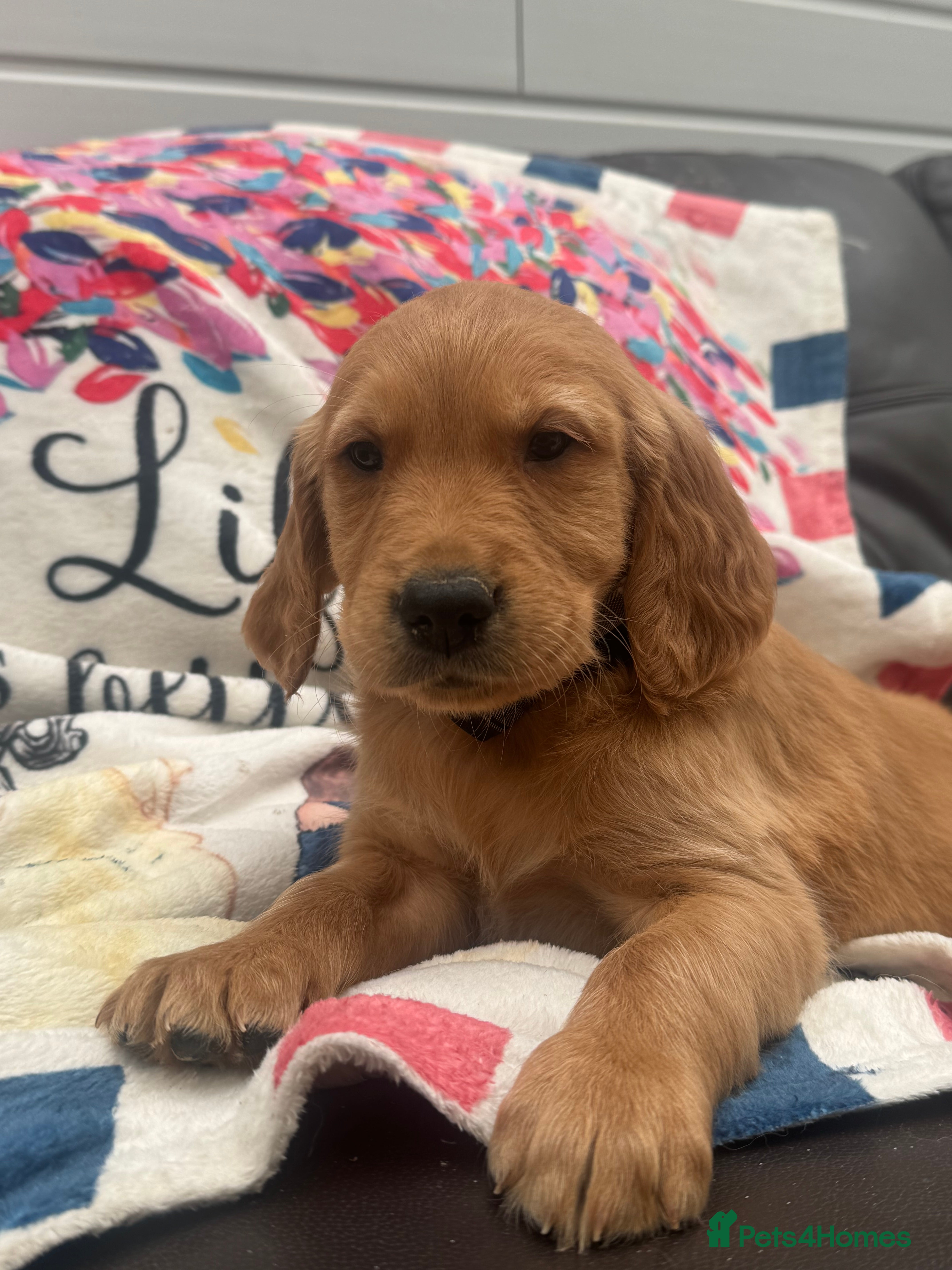 Golden Retriever dogs for sale: DARK RED KC REG GOLDEN PUPPIES HEALTH TESTED CLEAR - Advert 2