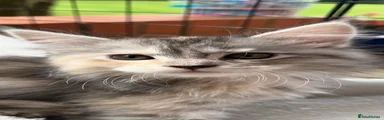 Maine Coon 3