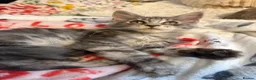 Maine Coon cats for sale: TICA registered mainecoon kittens - Advert 7
