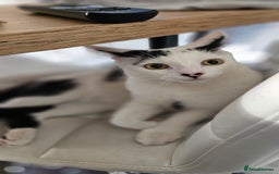 British Shorthair cats for sale: 3yrs Loving Neutered Boy - Image 2