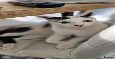 British Shorthair cats - Advert 7