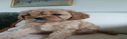Cavapoo dogs for sale: Outstanding F1 cavapoos health tested parents in Warrington - Advert 9
