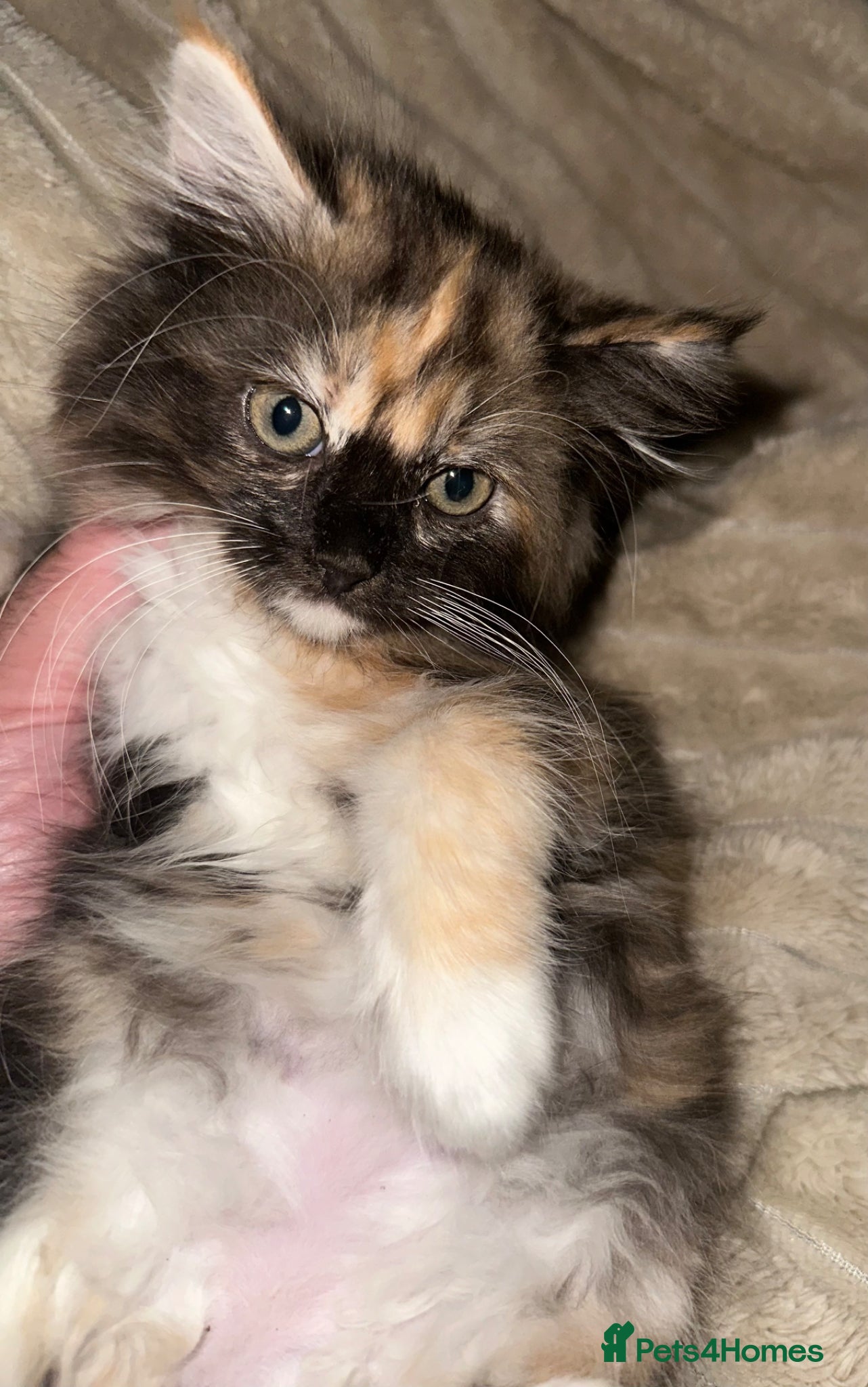 Ragcoon cats Ragdoll x Maine Coon  - Advert 2