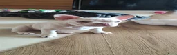 French Bulldog dogs for sale: French Bulldog puppies - Advert 4