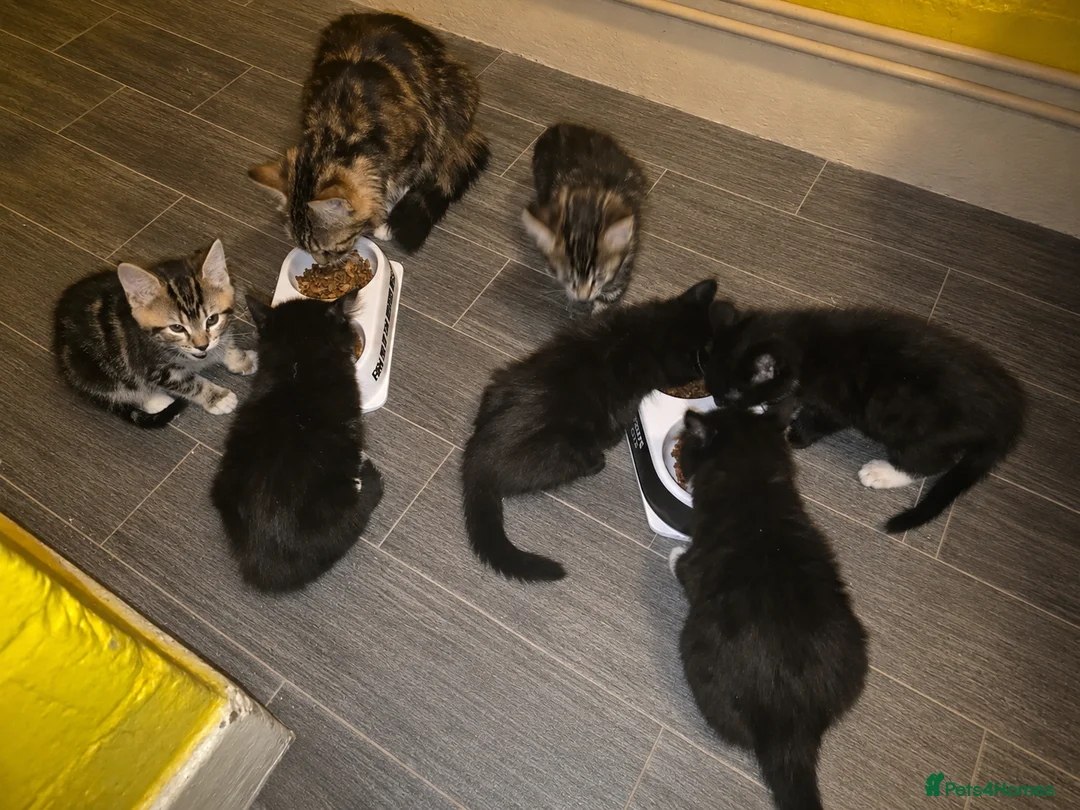 Mixed Breed cats for sale: tuxido and tabby kittens  - Advert 1