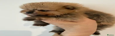 Pomeranian Puppy 2