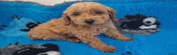 Maltipoo dogs for sale: Maltipoo puppies ready now  - Advert 4
