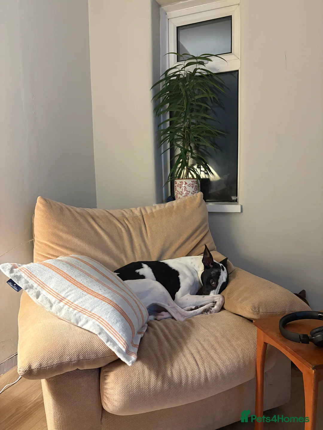 Whippet dogs for sale: 11 months old whippet in Oldham - Advert 2