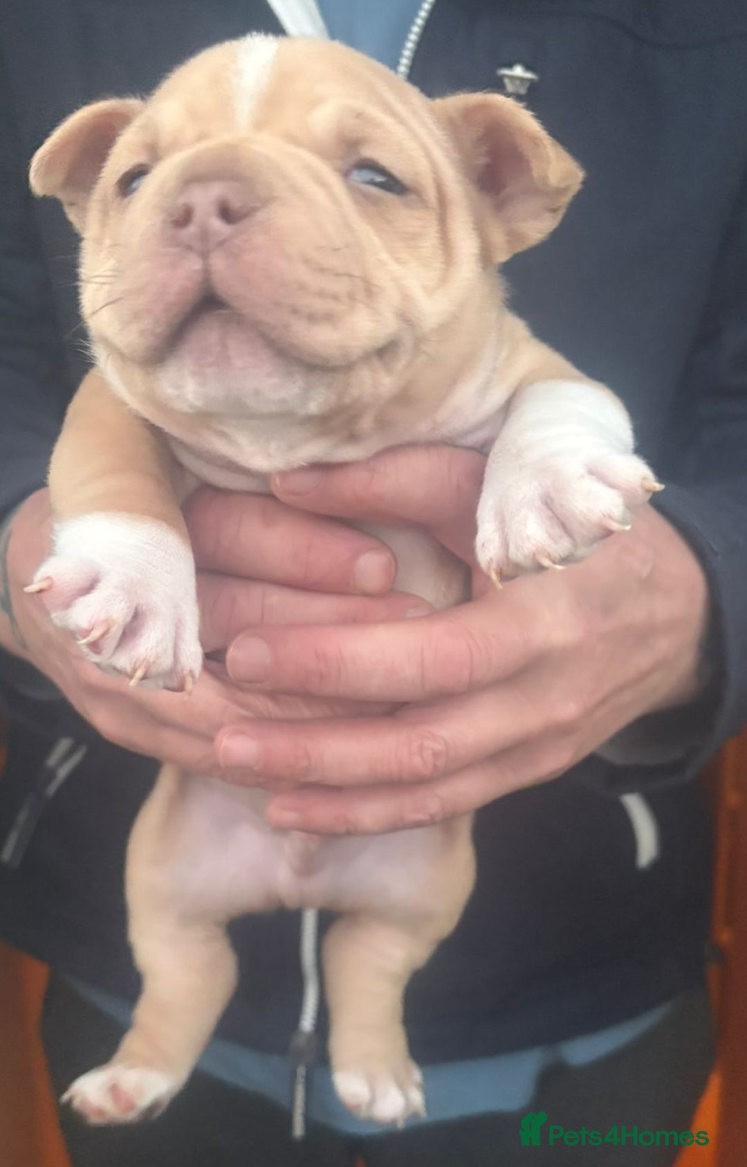 American Bully dogs for sale: x2 American Bully Puppies (Male) - Advert 9