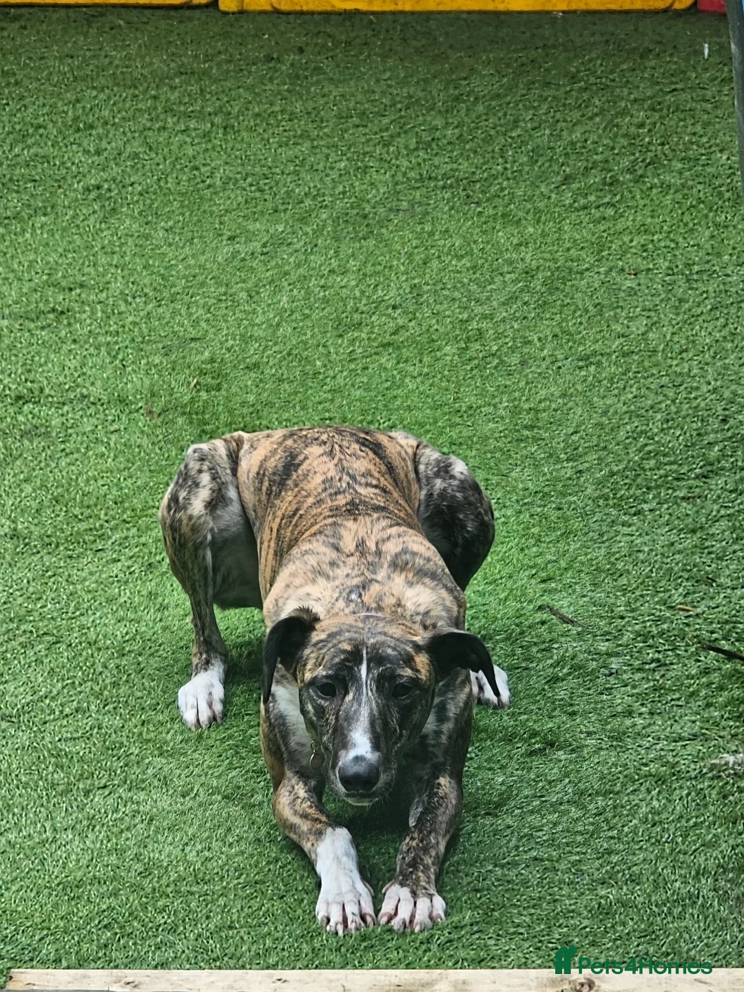 Mixed Breed dogs for sale: Lurcher cross  - Advert 6