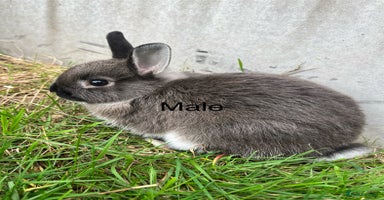 Netherland Dwarf rabbits - Advert 3