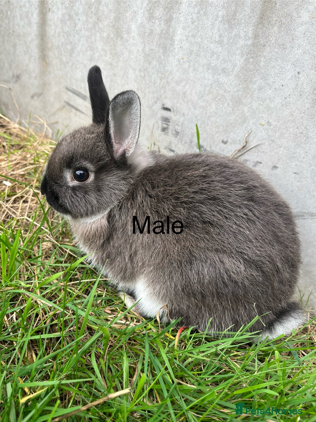 Netherland Dwarf rabbits for sale: Beautiful Purebred Netherland Dwarfs - Image 2