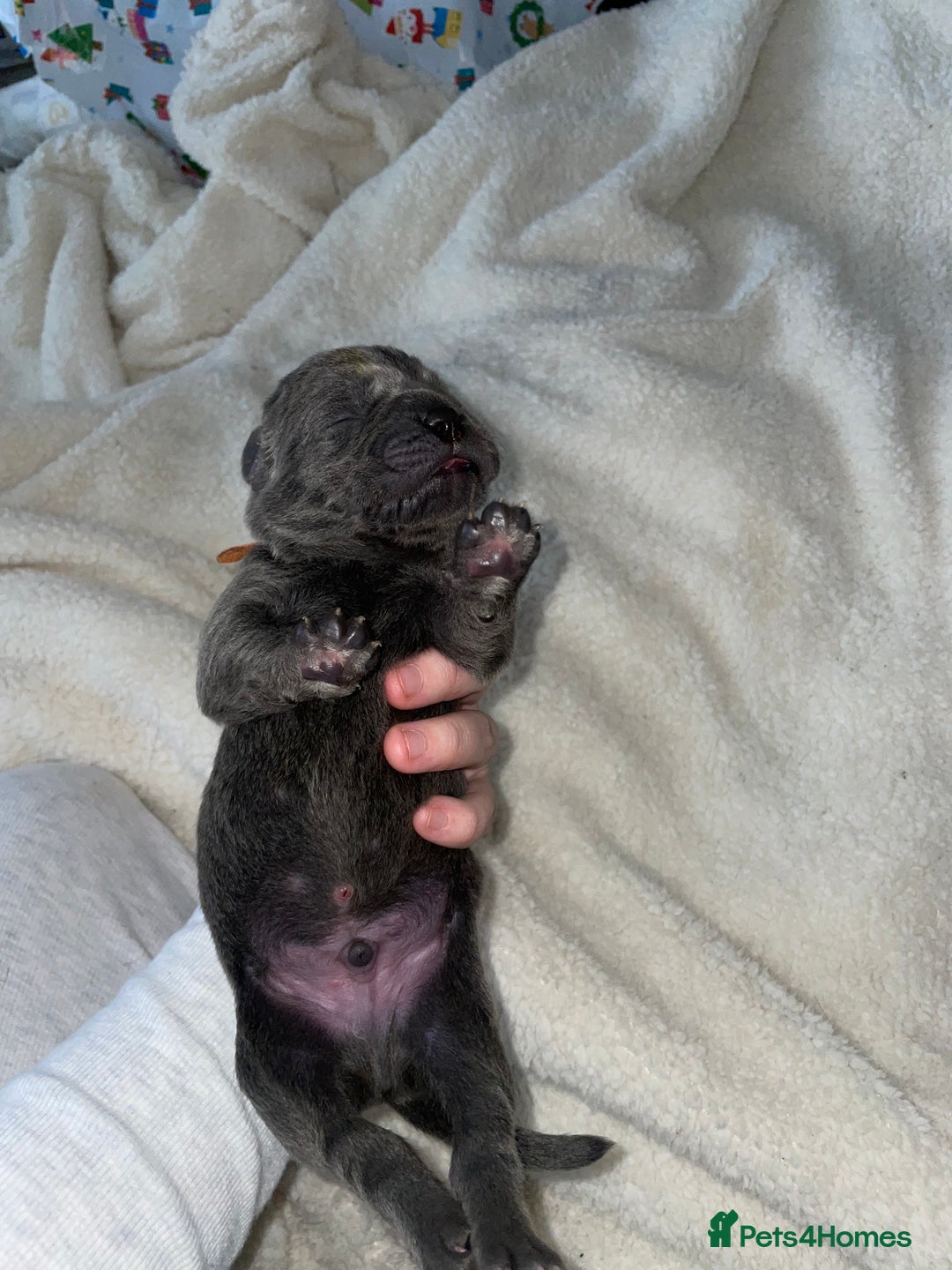 Cane Corso dogs for sale: Harlequin cane corso x pedigree cane corso puppies - Advert 37