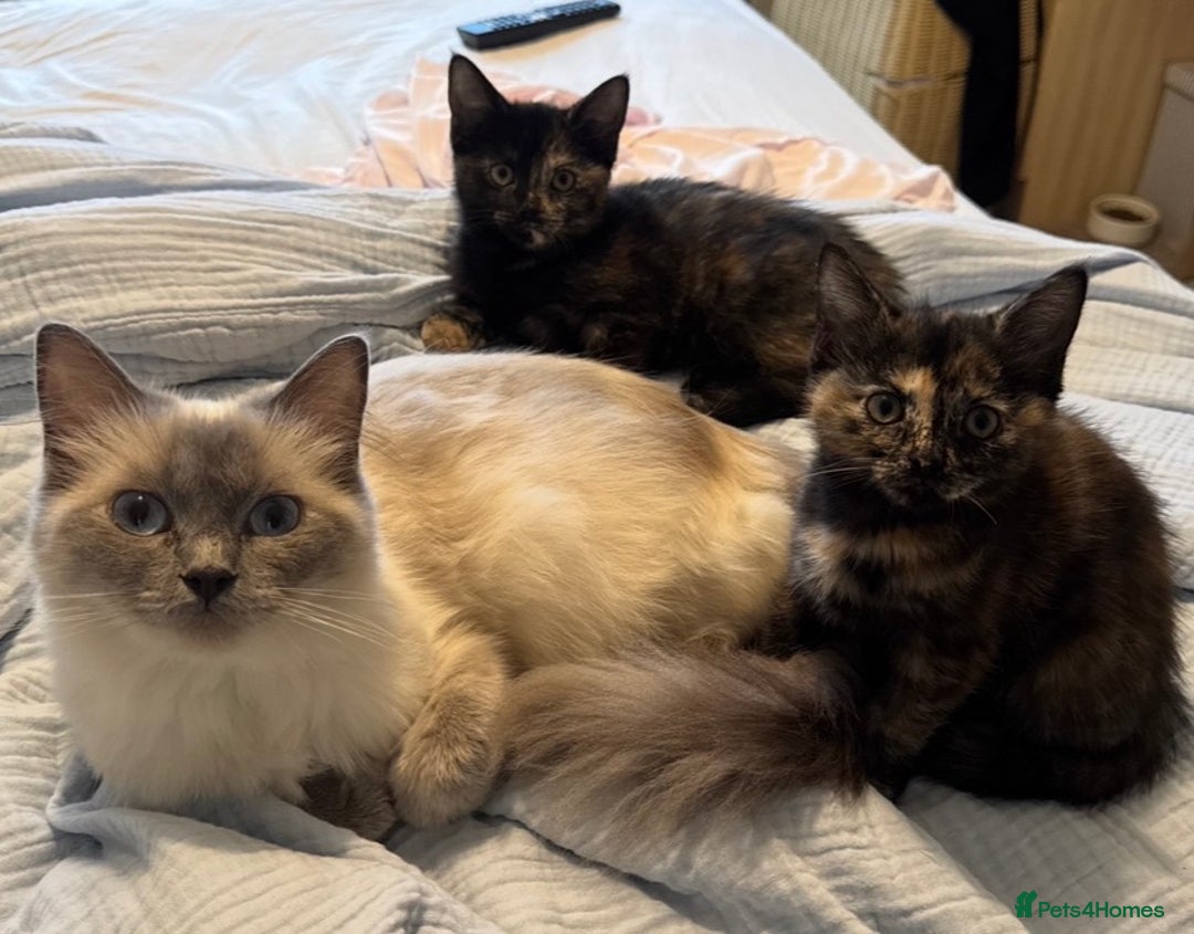 Mixed Breed cats for sale: Pair of bonded, tortoise shell, ragdoll kittens - Image 6