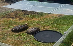 Tortoise reptiles for sale: 2 Redford tortoise with custom made viv - Image 2