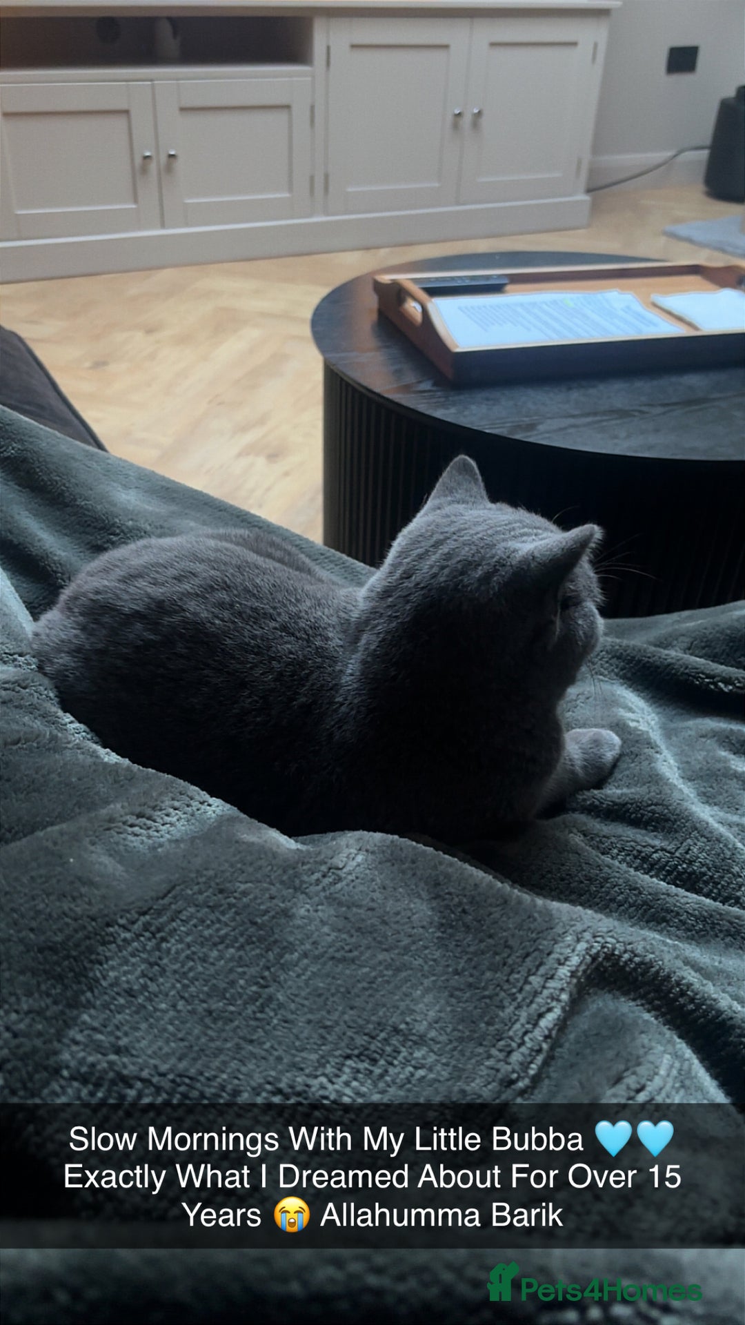 British Shorthair cats for sale: Male British short hair  - Advert 4