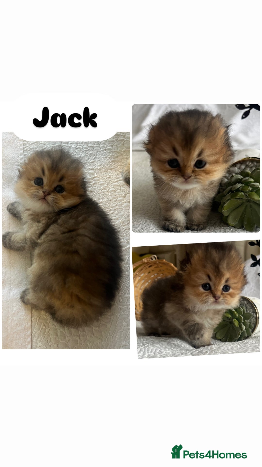 Scottish Fold cats for sale: Pedigree cutest SFLH kittens   - Image 16