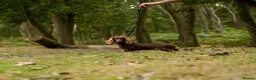 Miniature Dachshund dogs for sale: LAST BOY ISABELLA LONG HAIR MALE DACHSHUND CHEAP - Advert 2