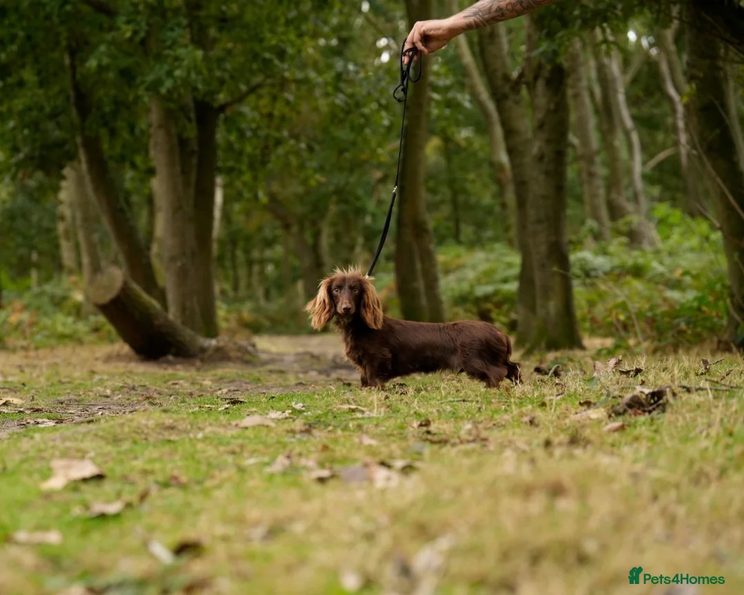 Miniature Dachshund dogs for sale: LAST BOY ISABELLA LONG HAIR MALE DACHSHUND CHEAP - Advert 2