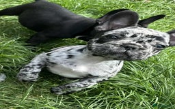 French Bulldog dogs for sale: French Bulldogs  - Image 14