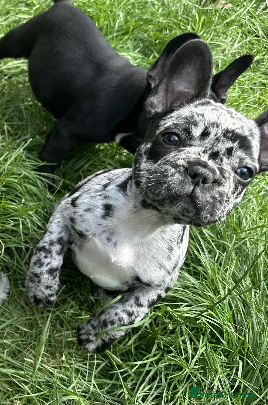 French Bulldog dogs for sale: French Bulldogs  - Image 14