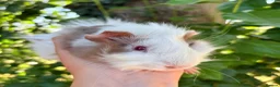 Guinea Pig rodents for sale: LOTS Of Gorgeous Gentle Baby Boy Guinea Pigs 🩵 - Advert 10