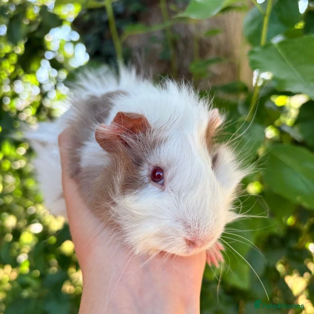 Guinea Pig rodents for sale: LOTS Of Gorgeous Gentle Baby Boy Guinea Pigs 🩵 - Advert 10