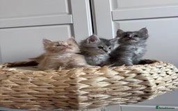 Maine Coon cats for sale: 🌟🌟Beautiful Maine Coon kittens 🌟🌟 - Image 9