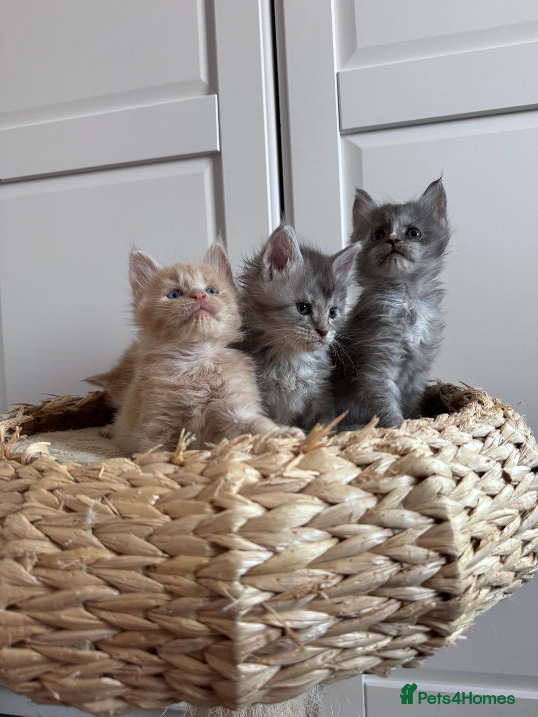 Maine Coon cats for sale: 🌟🌟Beautiful Maine Coon kittens 🌟🌟 - Image 9