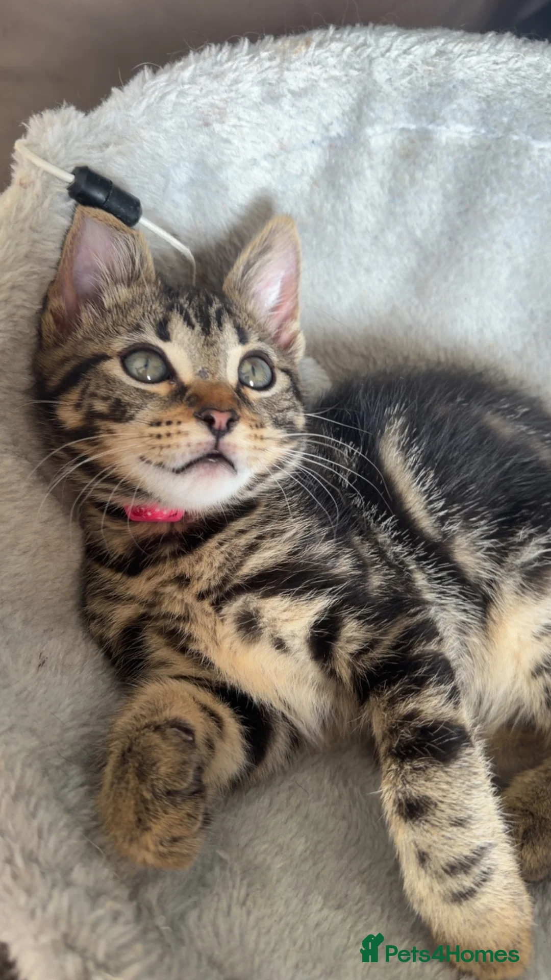 Mixed Breed cats for sale: Female Bengal X Maine Coon - Advert 2