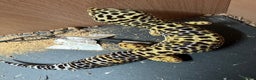 Leopard Gecko reptiles for sale: Leopard Gecko + FULL SETUP - Advert 4