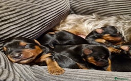 Yorkshire Terrier dogs for sale: Miniature Yorkshire terrier puppies - Image 8