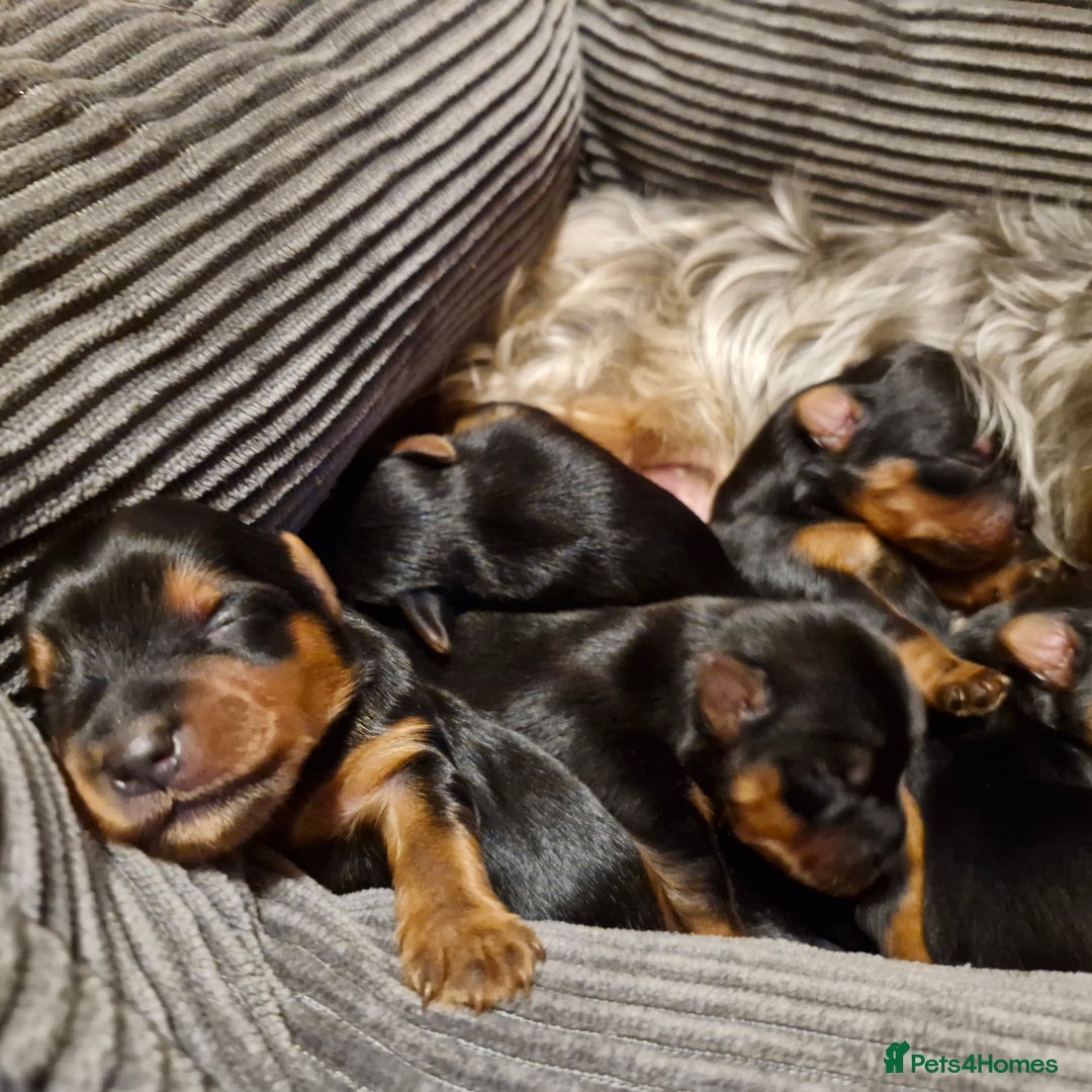 Yorkshire Terrier dogs for sale: Miniature Yorkshire terrier puppies - Image 8