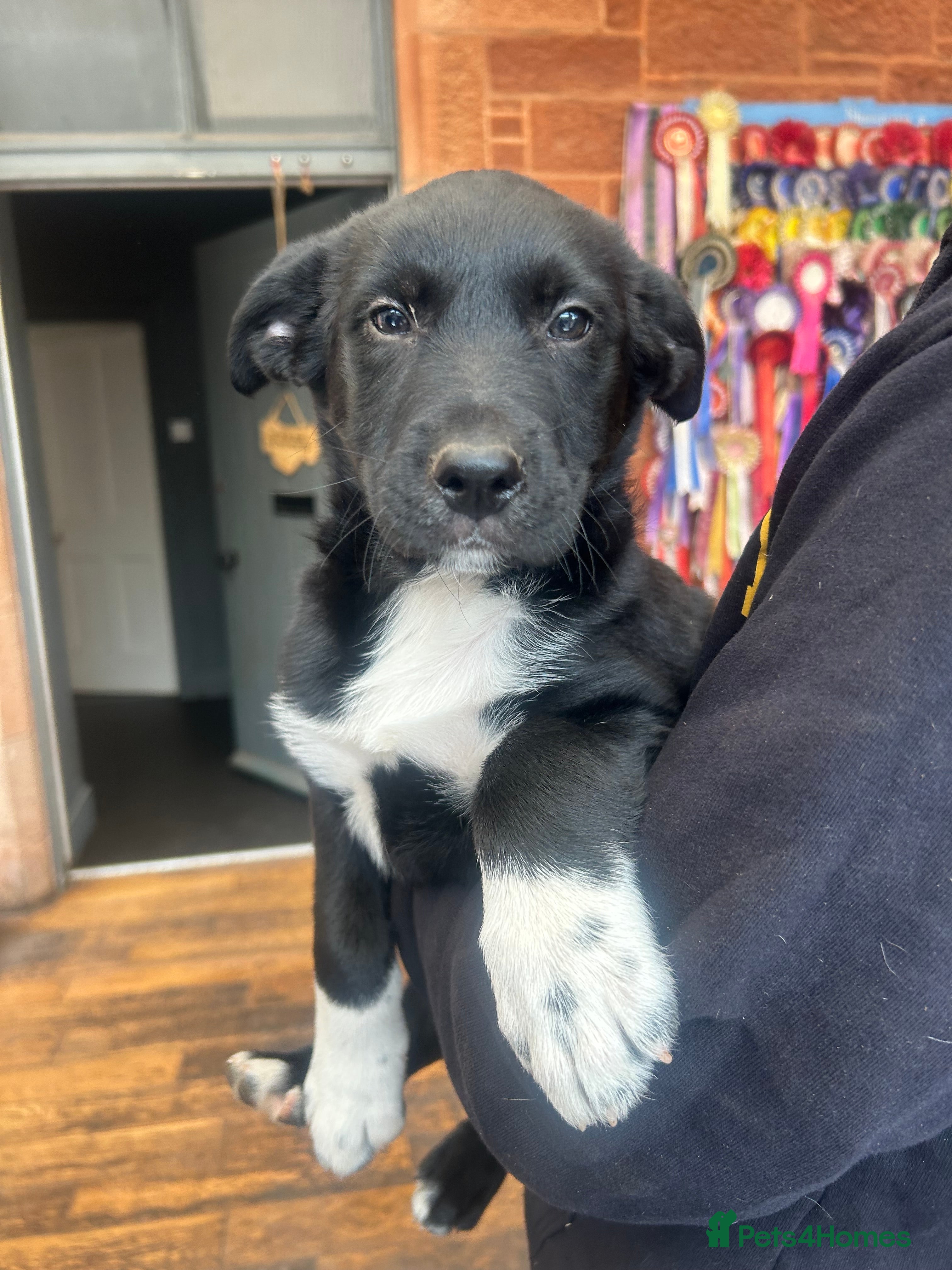 Mixed Breed dogs Kelpie x Welsh Collie Puppies  - Advert 2