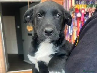 Mixed Breed dogs Kelpie x Welsh Collie Puppies - Advert 2