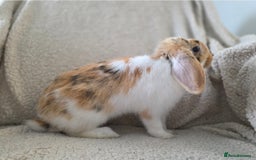 Mini Lop rabbits for sale: Mini Lop Rabbits Doe & very Playful Buck - Image 8