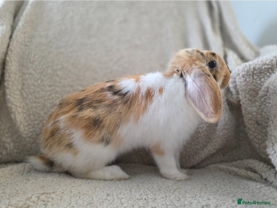Mini Lop rabbits for sale: Mini Lop Rabbits Doe & very Playful Buck - Image 8