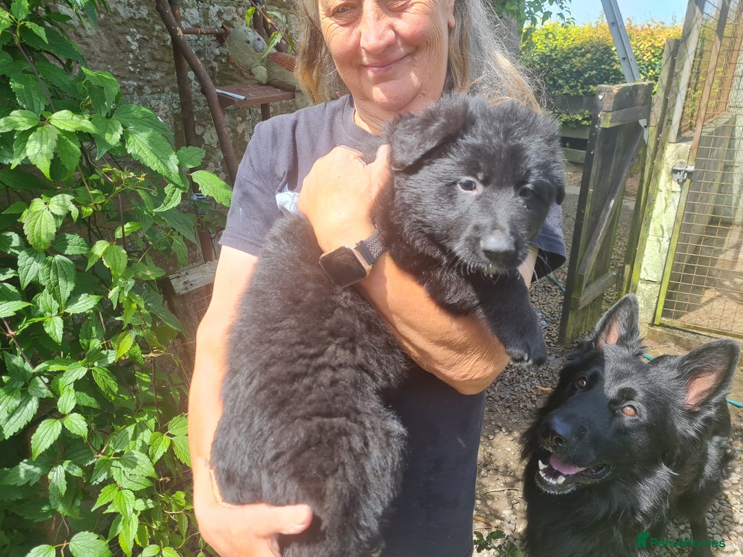 German Shepherd dogs for sale: 1 very large  longhaired Black gsd male . in Lockerbie - Image 18