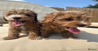 Maltipoo dogs - Advert 15