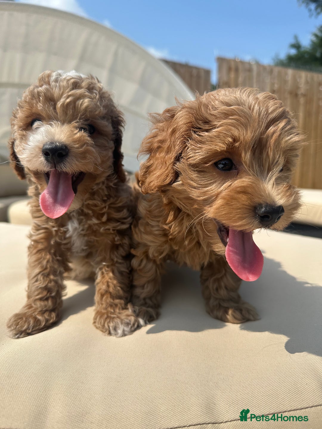 Maltipoo dogs for sale: **CHAMPION MALTIPOOS* HEALTH TESTED PARENTS** - Image 3