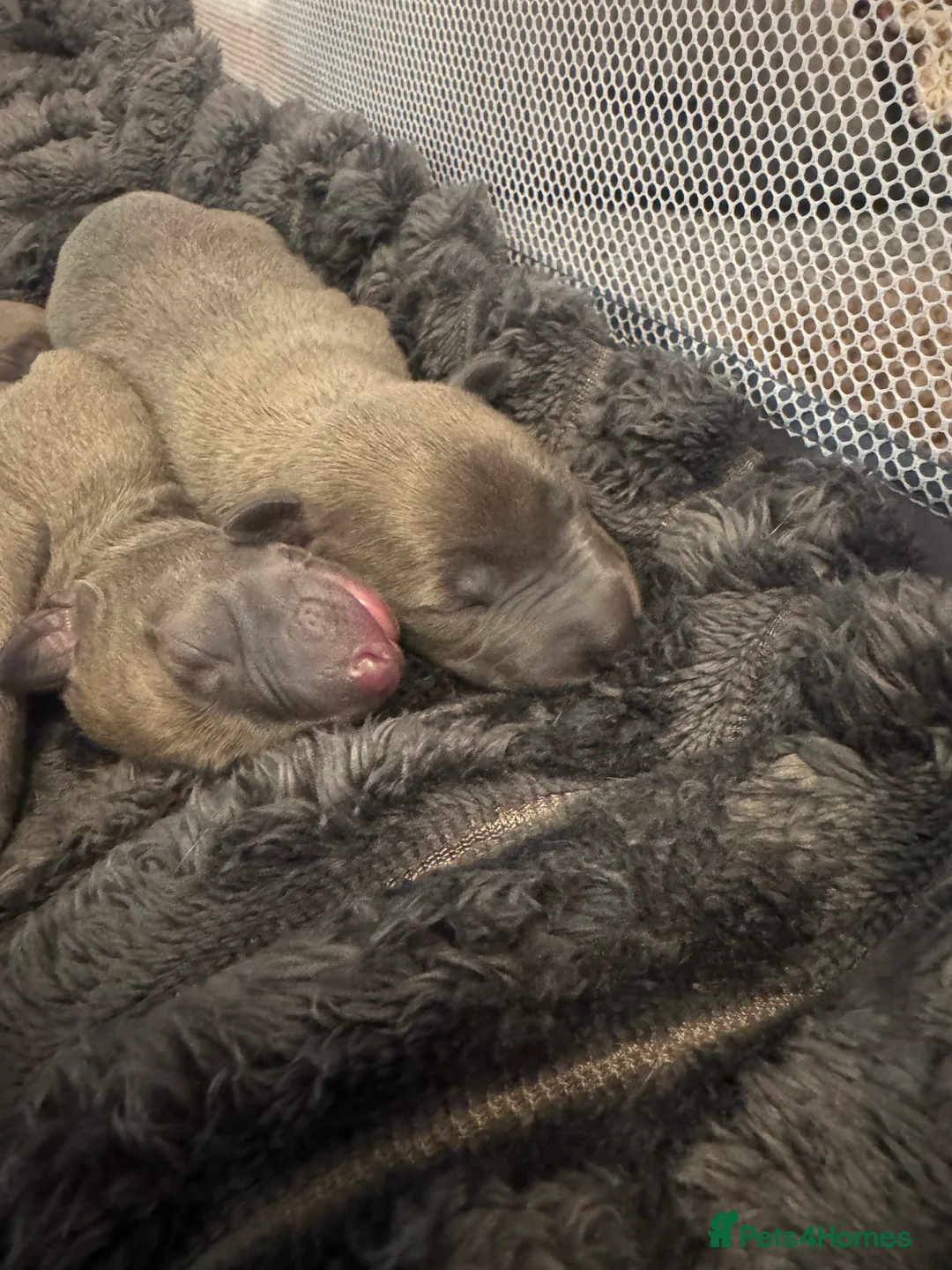 Whippet dogs for sale: KC Reg Rare Blue/Fawn whippets - Advert 15