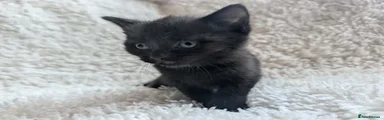 Black Male