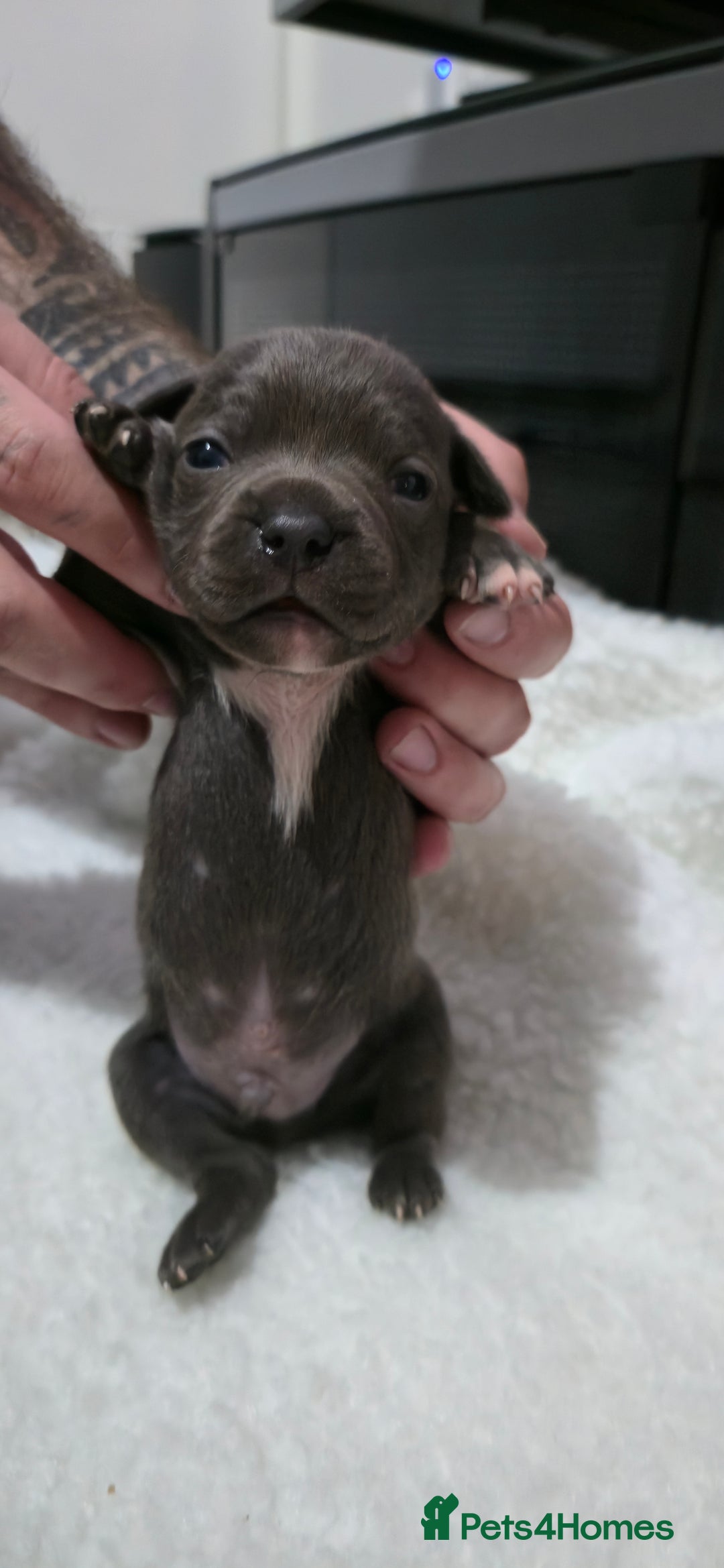 Staffordshire Bull Terrier dogs for sale:  Blue Staffy puppies for sale KC REGISTERED  - Image 14