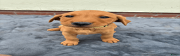 Labrador Retriever dogs for sale: Fiorella Fantastica's Fox Red Puppies - Advert 3
